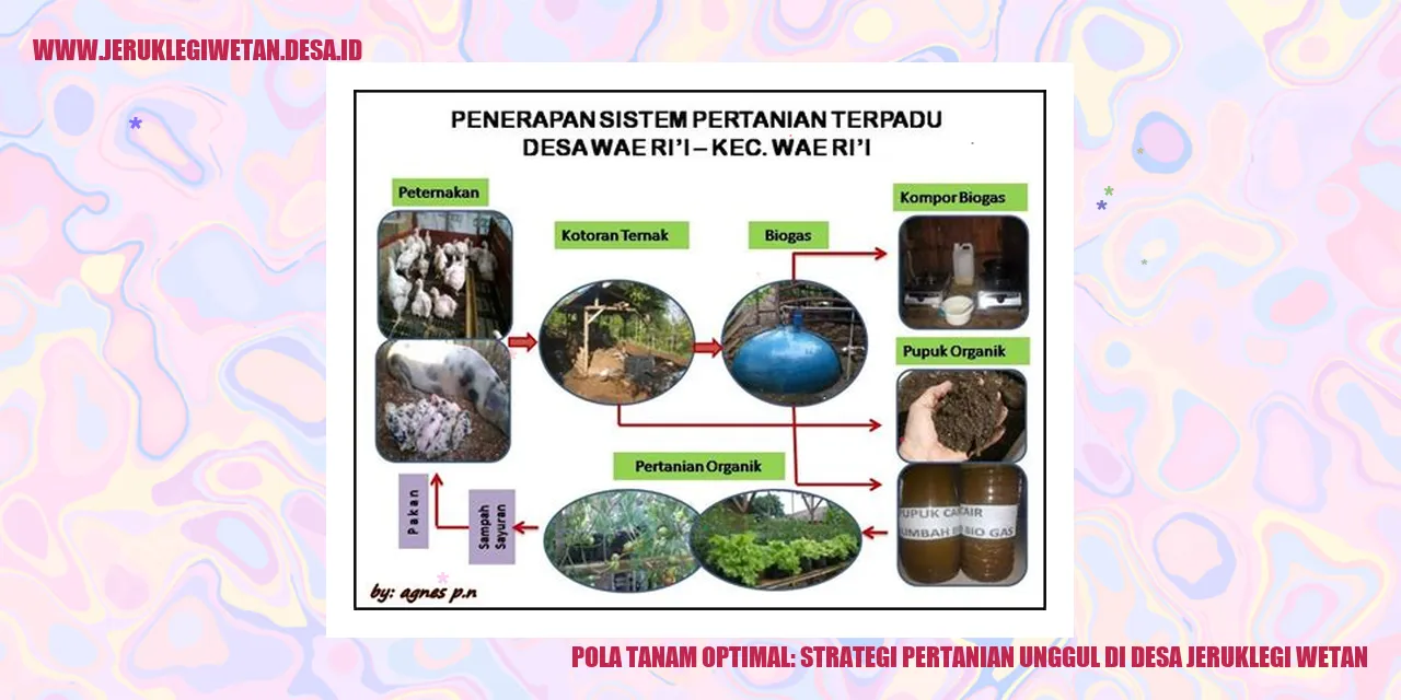 Pola Tanam Optimal: Strategi Pertanian Unggul di Desa Jeruklegi Wetan