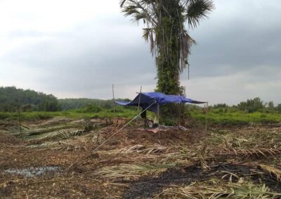 Era Baru Pembukaan Lahan Minyak Kayu Putih: Langkah Maju Desa Jeruklegi Wetan