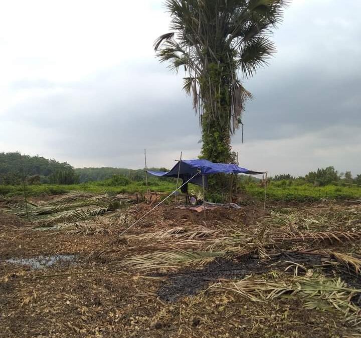 Era Baru Pembukaan Lahan Minyak Kayu Putih: Langkah Maju Desa Jeruklegi Wetan