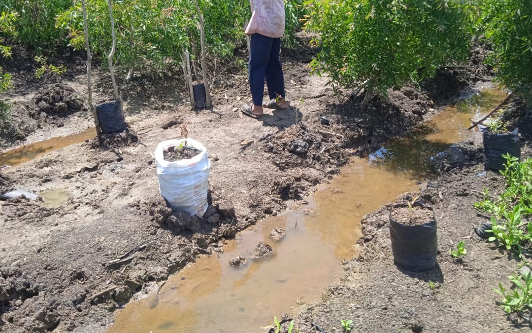 Mengoptimalkan Pertumbuhan Tanaman Minyak Kayu Putih: Tips dan Strategi Terbaik