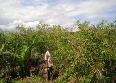 Panduan Memilih Daun Terbaik untuk Produksi Minyak Kayu Putih: Tips dari Para Ahli