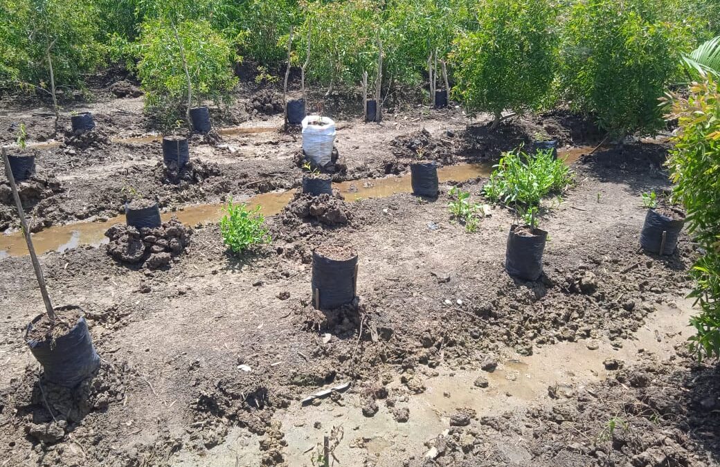 Pemberdayaan Petani Lokal: Mendorong Pertumbuhan Ekonomi dan Kesejahteraan Desa
