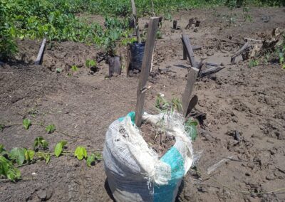 Panduan Pemilihan Lahan yang Optimal untuk Tanaman Minyak Kayu Putih